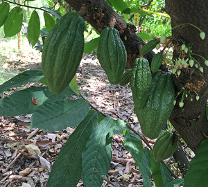 Cacao Tree