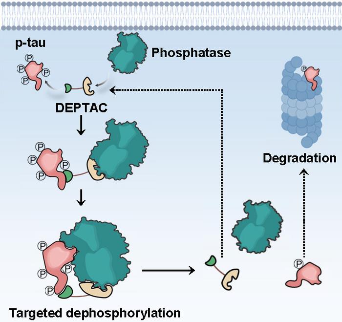 Fig.1 Working model of DEPTAC