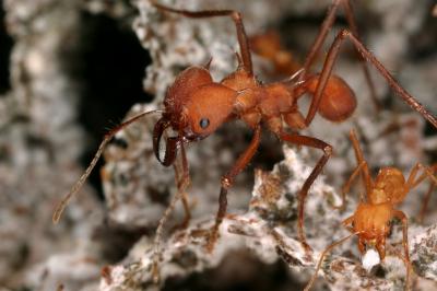 Texas Leafcutter Ant, <I>Atta texana</I>