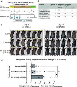 The compound SCD-153 accelerates the regrowth of mouse fur