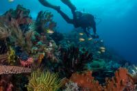 Reef Life Survey