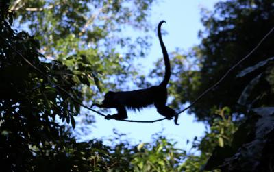 Mexican Howler Monkey