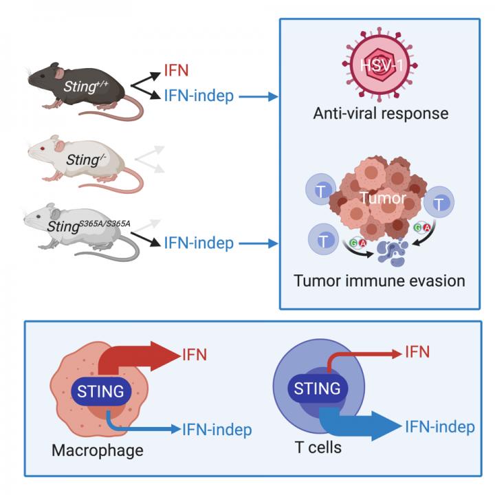 Finding a way to STING tumor growth | EurekAlert!