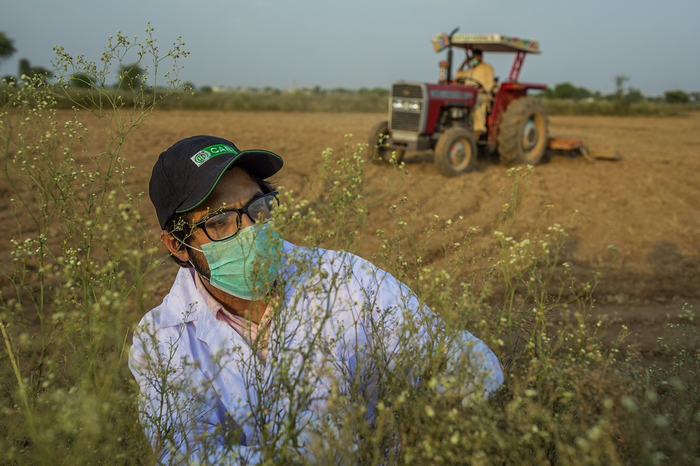 Parthenium field research and sampling conducted in Pakistan to try and manage the invasive weed