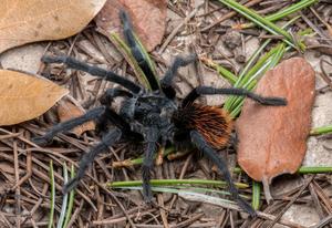 A mature male Aphonpelma jacobii