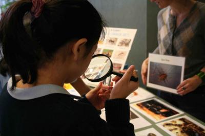 Bringing Citizen Science to Schools