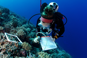 A scientific diver surveys a reef in Palau on the Global Reef Expedition