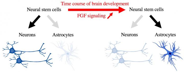 Figure 1: Differentiation of Neural Stem Cells into Neurons and Astrocytes during the Process of Bra