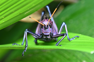 Red-winged grasshopper