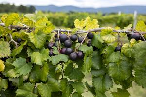 Muscadines on the vine