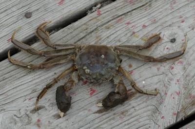 Furry-Clawed Asian Crabs Found in Delaware and Chesapeake Bays