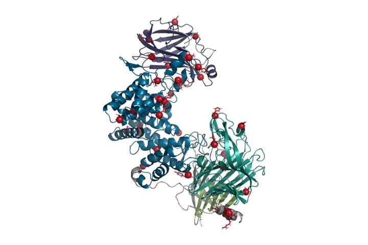 Rendering of the enzyme chondroitinase ABC