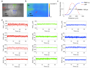 In vivo hemodynamics monitoring of rat brain cortex