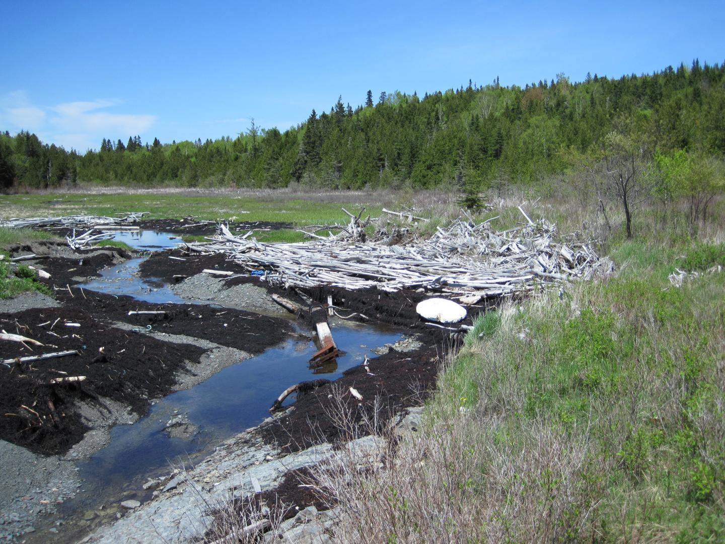 A Driftwood Depository at Hartley Cove, Canada