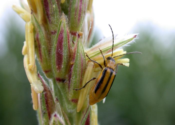 Rootworms show increasing resistance to genetically engineered corn