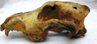 Siberian Dog Skull (1 of 2)