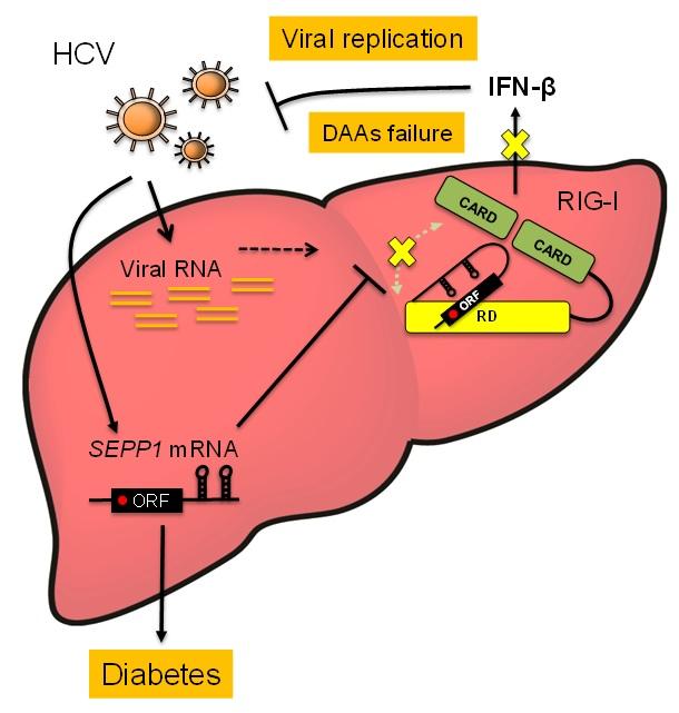 Regulation Mechanism of Innate Immunity by SeP mRNA Induced by HCV Infection