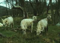 Chillingham Cattle (2 of 2)