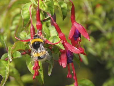 European Bumblebee Pollinating <i>Fuchsia</i>