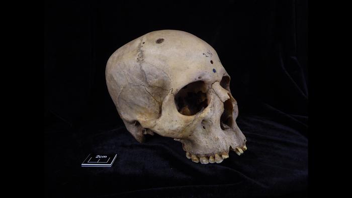 Skull 236