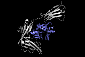 Protein docking