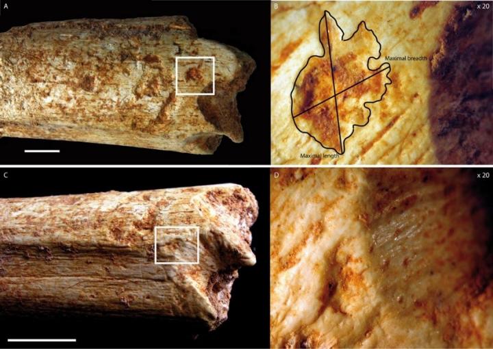 Tooth Marks on Pleistocene Moroccan Femur