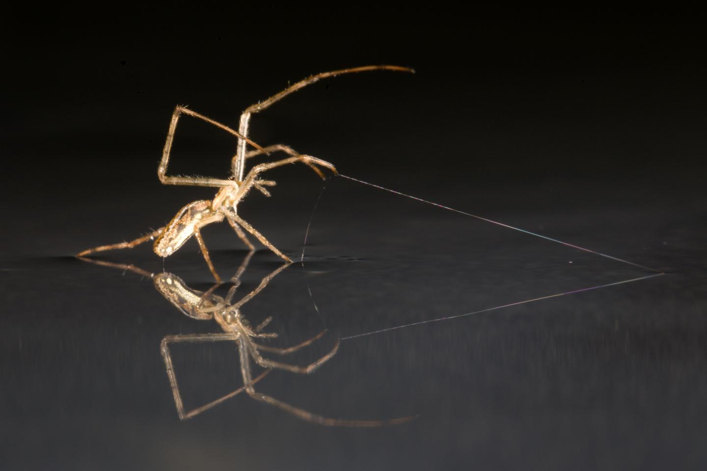 Tetragnathid Spider Using Silk as Anchor