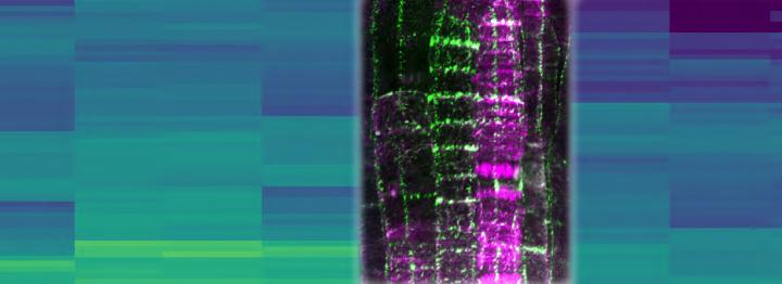 CLASP in the Meristem