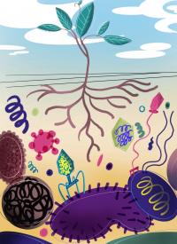 Belowground Microbial Communities in the Rhizosphere
