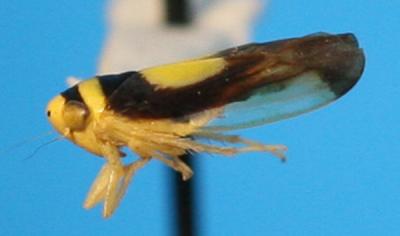 Colladonus Clitellarius