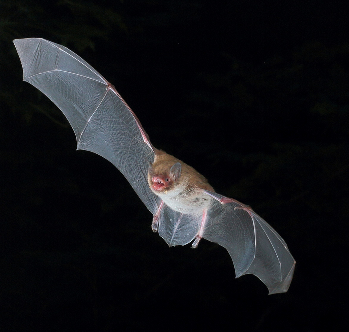 Bats use death metal “growls” to make social calls