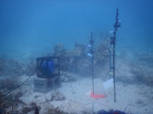 Acoustic enrichment golfball corals