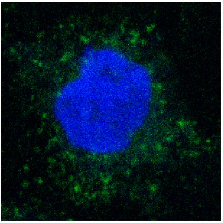 A New Cyclic Peptide Penetrating Caco-2 Cells