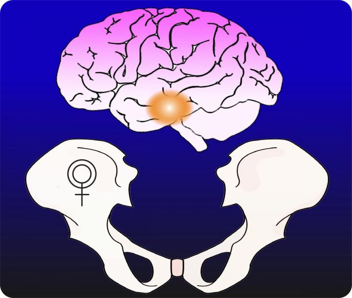 Brain and Bone Graphic