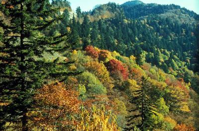 Great Smoky Mountain National Park