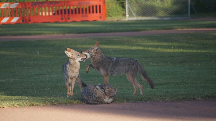 Coyotes play in a San Francisco park