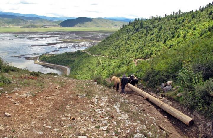 China's Old-Growth Himalayan Forests Disappearing Despite Government Policies (2 of 2)