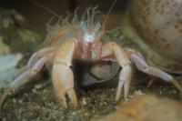 <em>E. issunboushi</em> in Association with a Hermit Crab