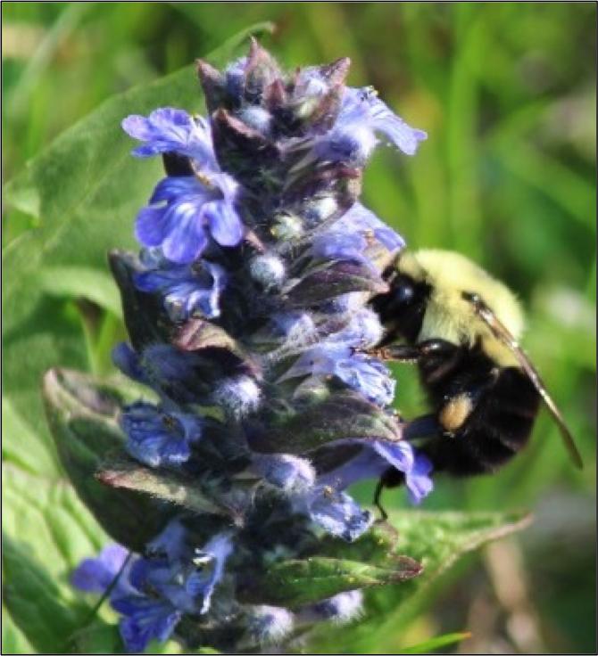 To Help Bees, Skip Herbicides and Pesticides