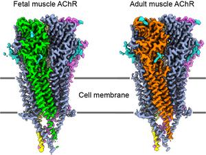 Fetal and adult muscle receptors