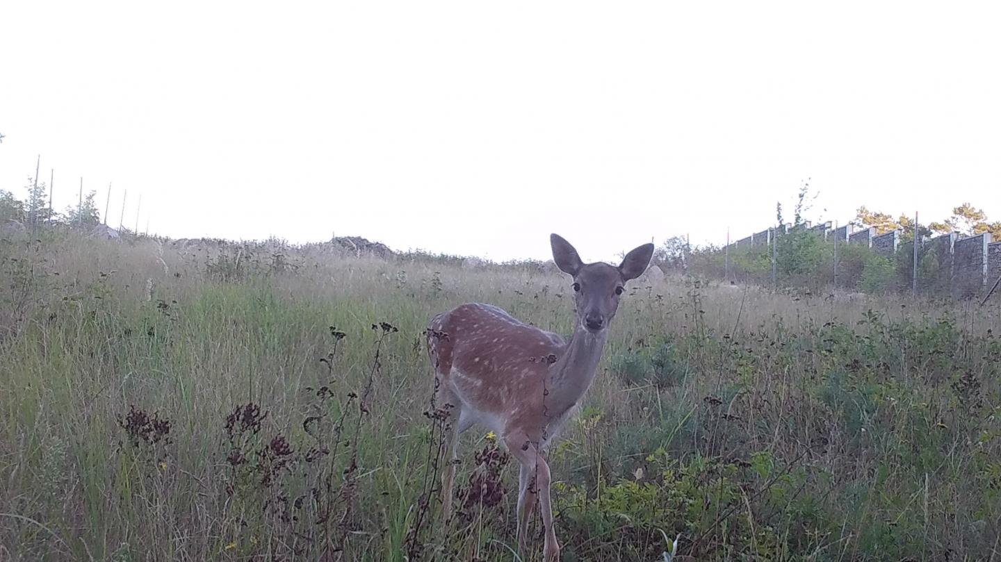 Deer in landscape