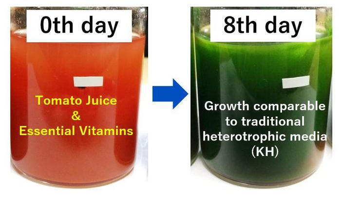Quick growth of Euglena microalgae can be achieved in tomato juice