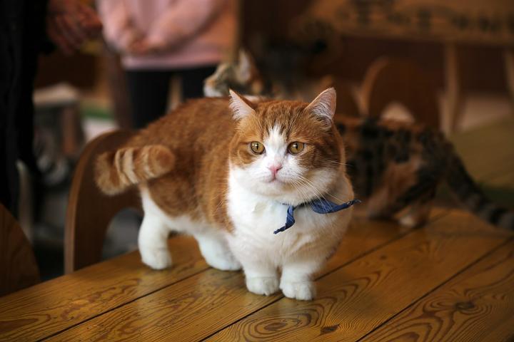 Why Cats Have 9 Lives - High-Quality Cat Genome Helps Identify Novel Cause of Dwarfism
