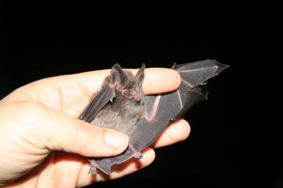 Bats Equal Birds in Bug Contro [IMAGE] | EurekAlert! Science News Releases