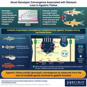 Novel Genotypic Convergence Associated with Stomach Loss in Agastric Fishes