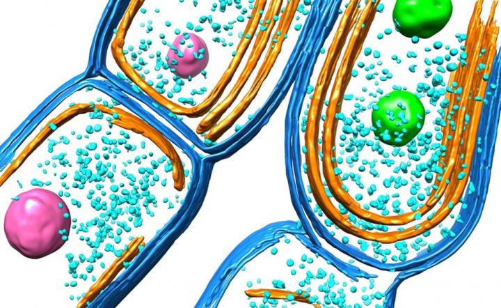 Cyanobacterial thylakoid membrane