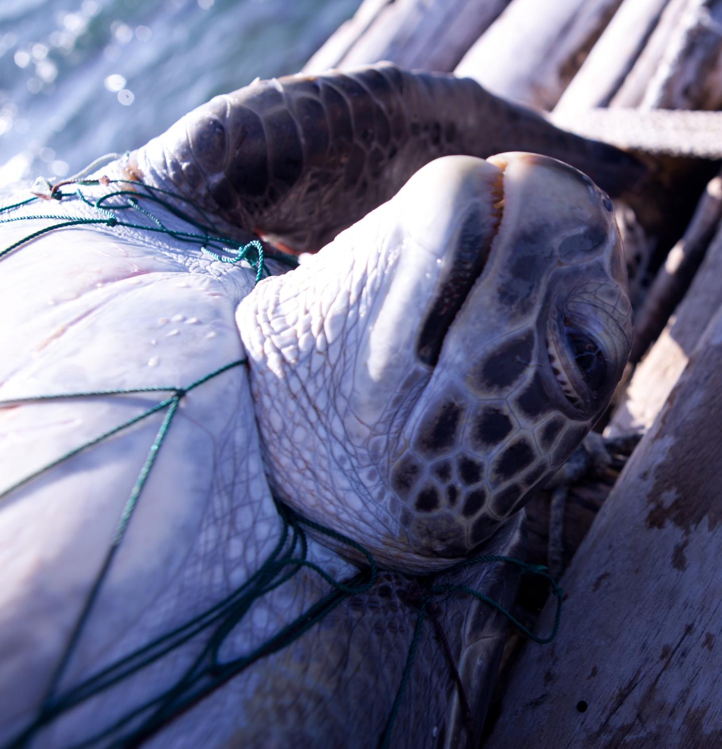 Sea Turtles Bycatch