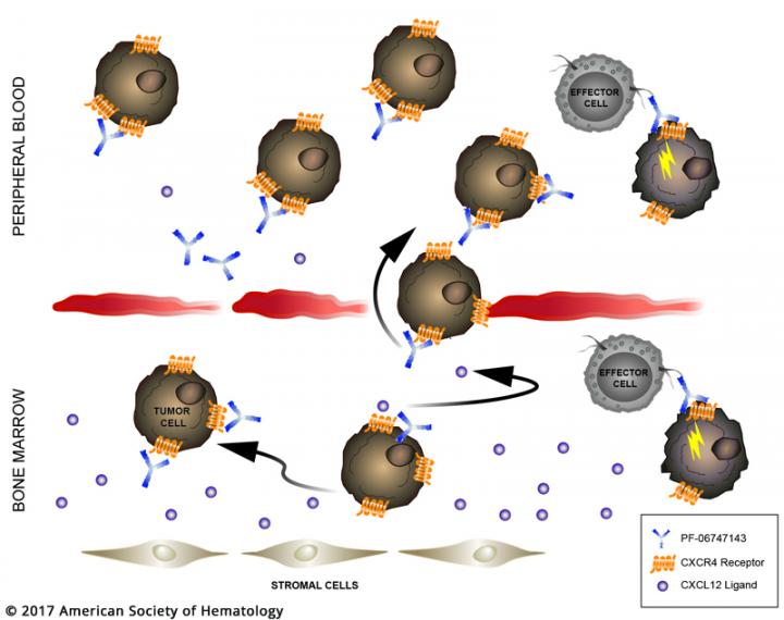 PF-06747143 Drives Tumor Cells into Peripheral Blood