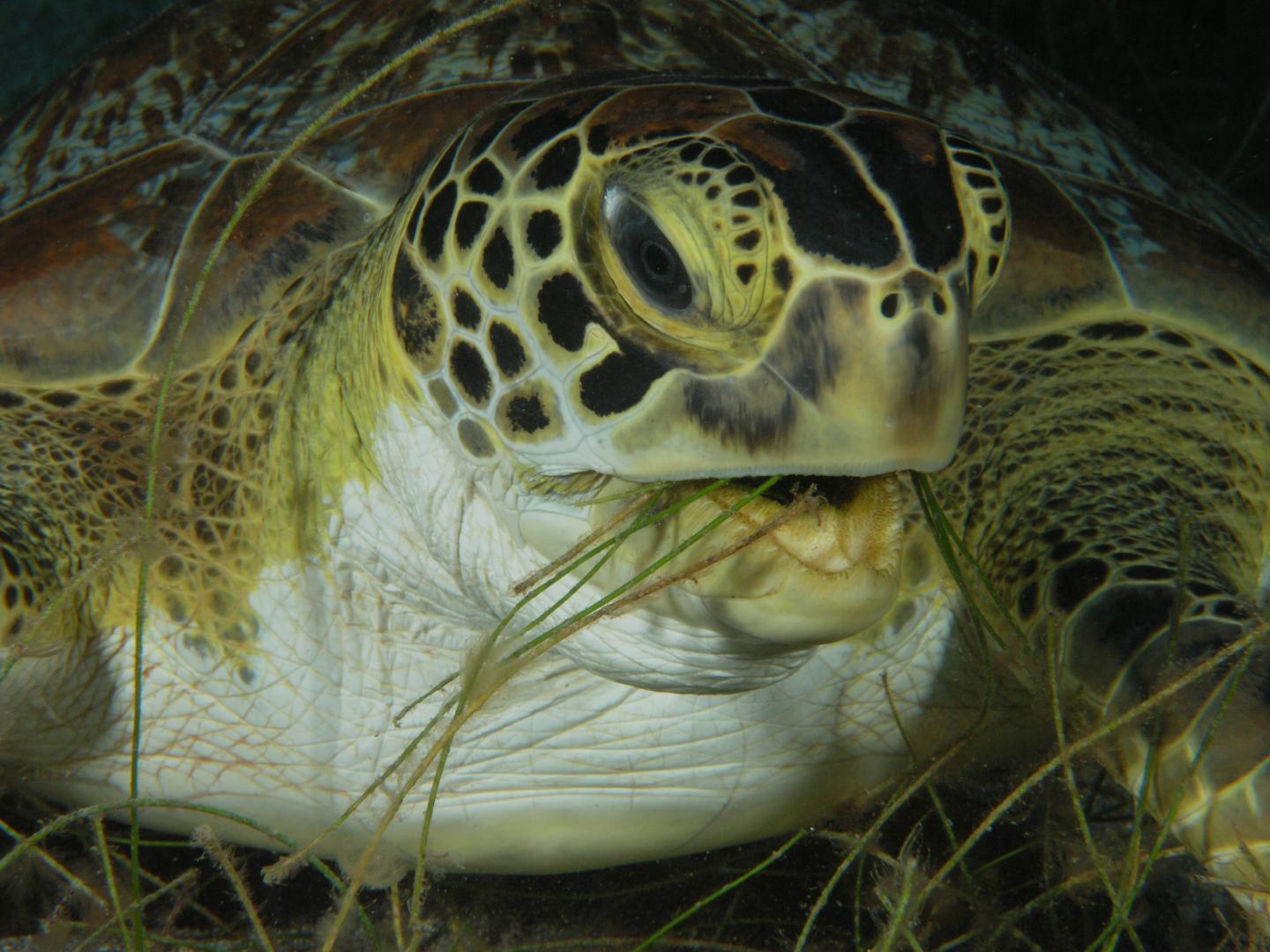 A Green Turtle with Seagrass in the Caribbean