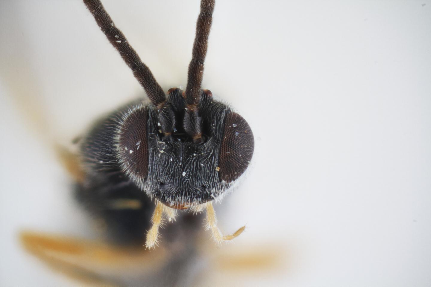 newly discovered xenomorph wasp has alien lik eurekalert